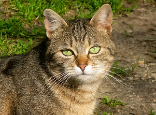 Minette libre de l'Ecole du Chat Libre de Berre l'Etang