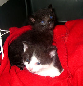 Chatons adoptés