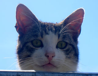 chat des rues de l'Ecole du Chat Libre de Berre l'Etang