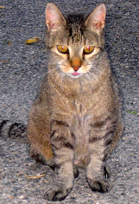 chat des rues senior abandonné