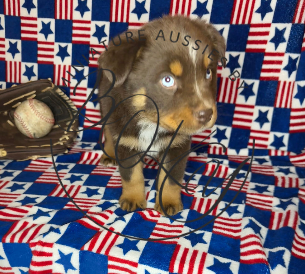 Mini Aussie AKC ASDR New Mexico Texas Arizona Colorado Red Tri