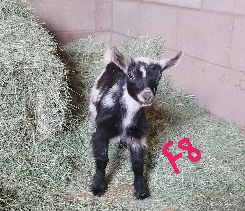Nigerian Dwarf - Doeling - F8