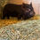 Thumbnail: AKKPS 52971 BOKY Barrow