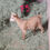 Thumbnail: Doeling Nigerian Dwarf for sale