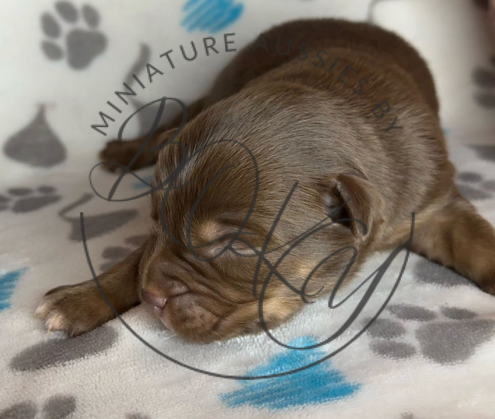 Mini Aussie AKC ASDR New Mexico Texas Arizona Colorado Red Tri