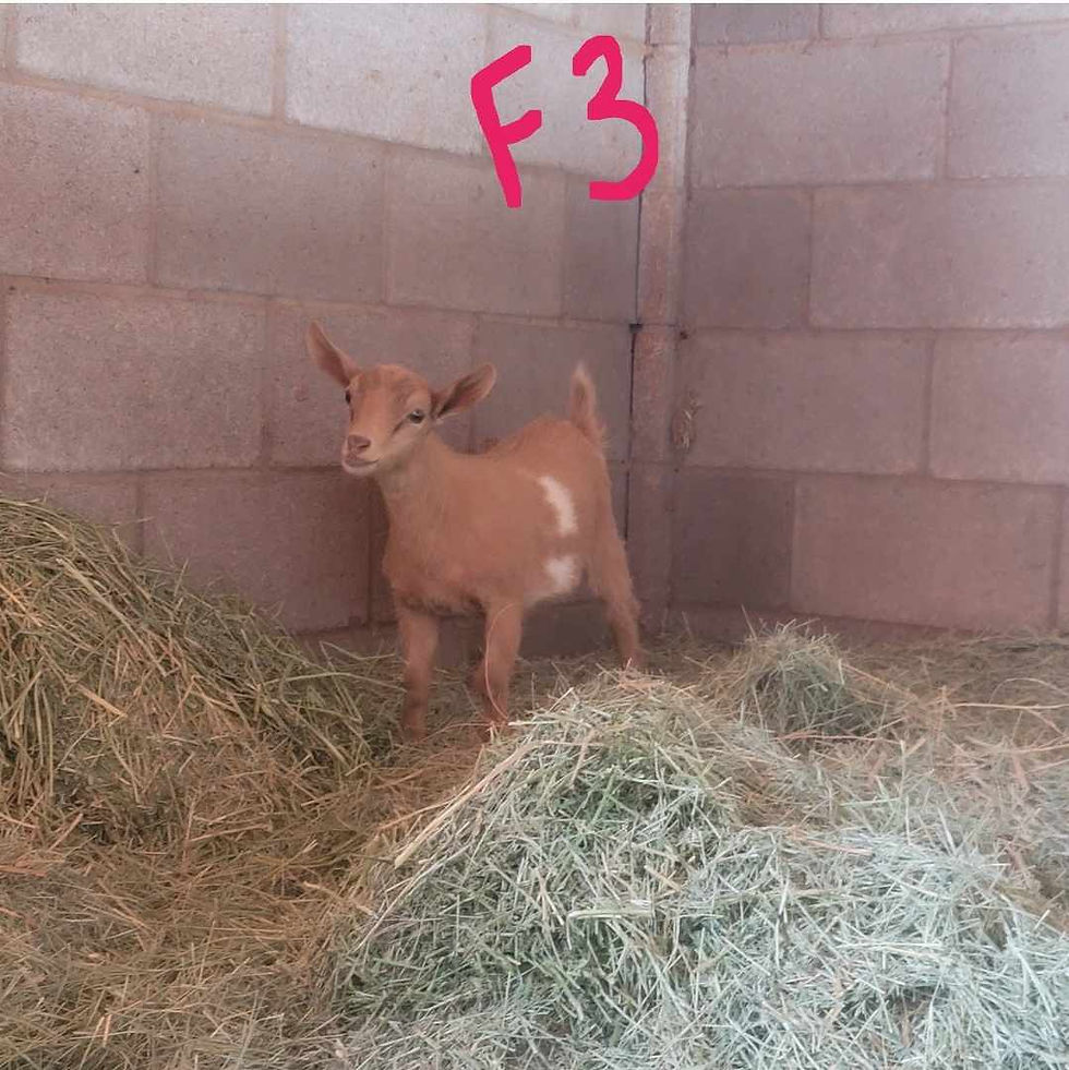 Nigerian Dwarf - Doeling - F3