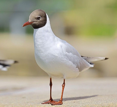 Lachmöwe 7294152_1920.jpg