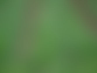 Damm- Hügelkultur: Ackerbau der Zukunft