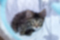 (6.17) lizzie!_068.jpeg