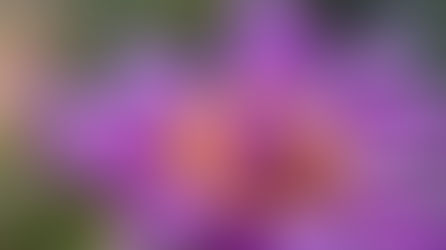 What Is Macro Photography? Exploring the Art of Extreme Close-Ups