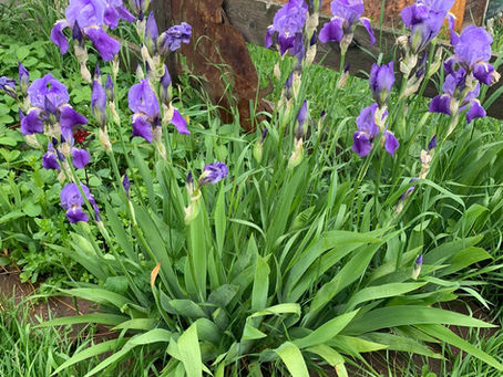 Morning in the Garden