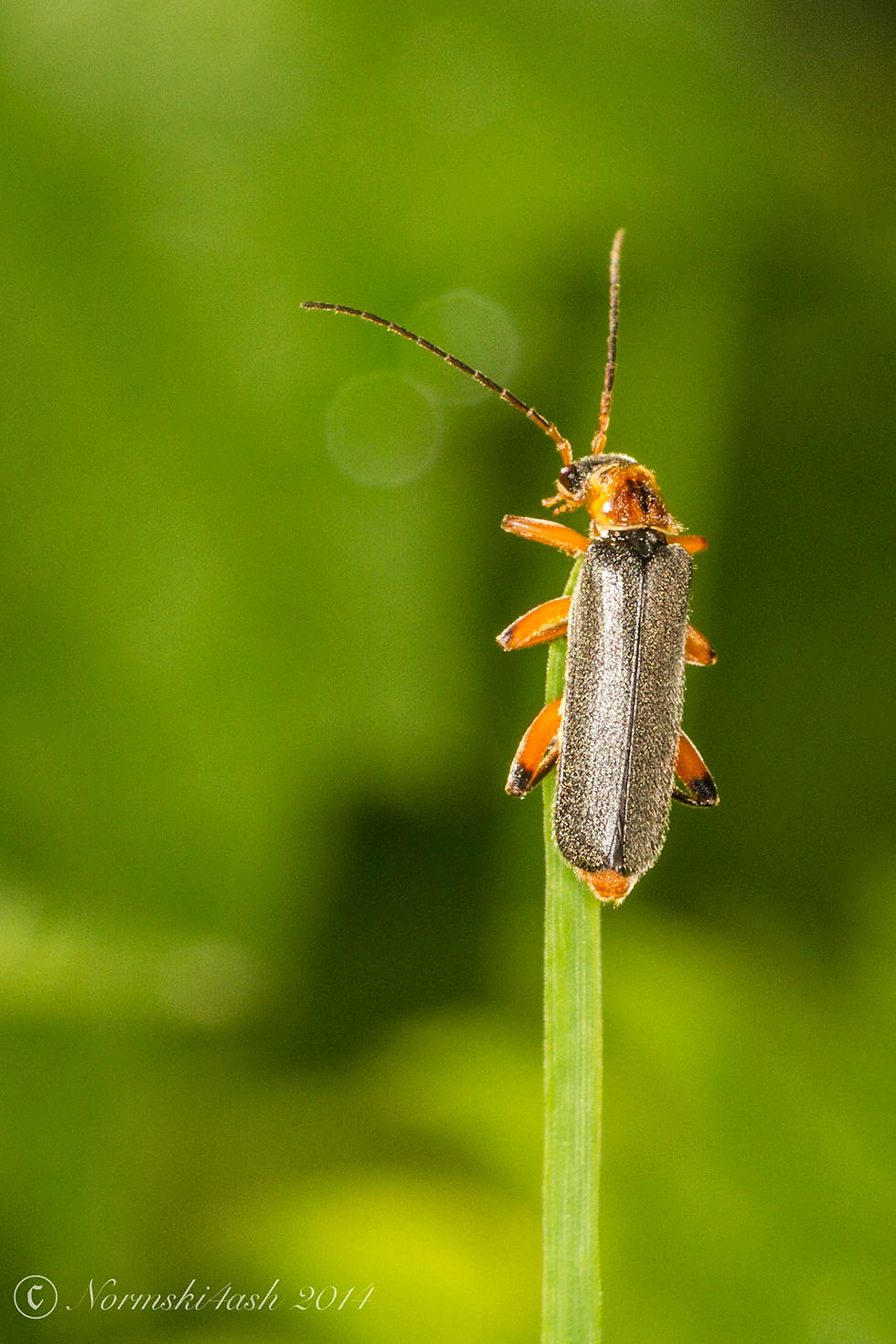 Cantharis Nigricans