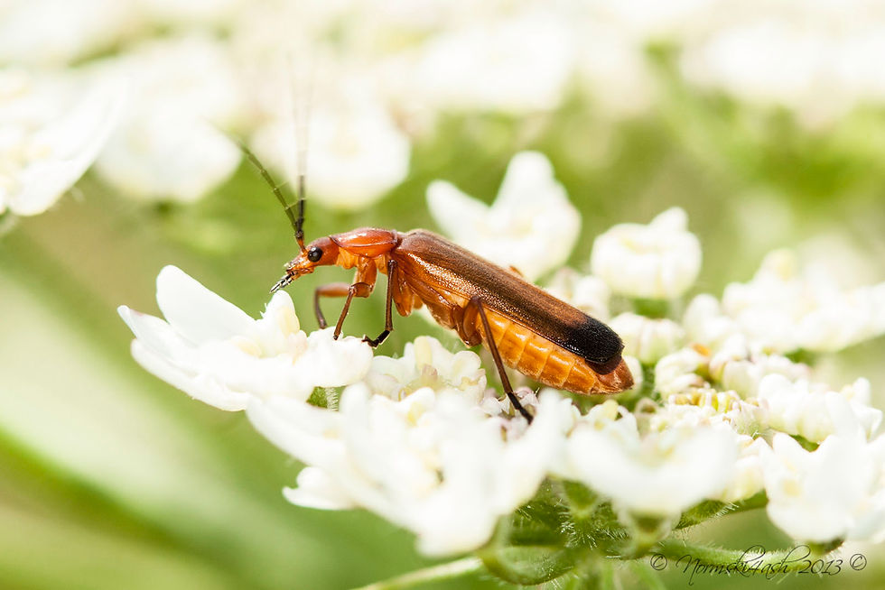 Red Soldier Beetle