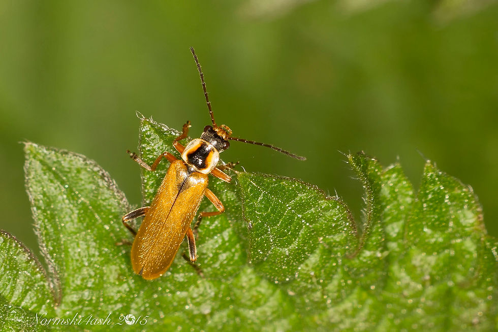 Cantharis decipiens