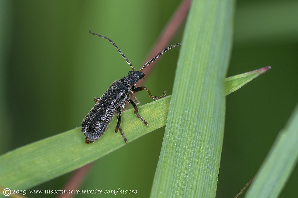 Cantharis Nigra