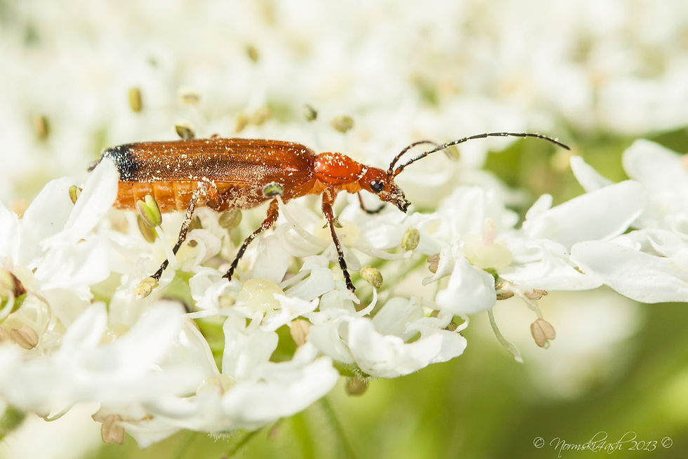 Red Soldier Beetle