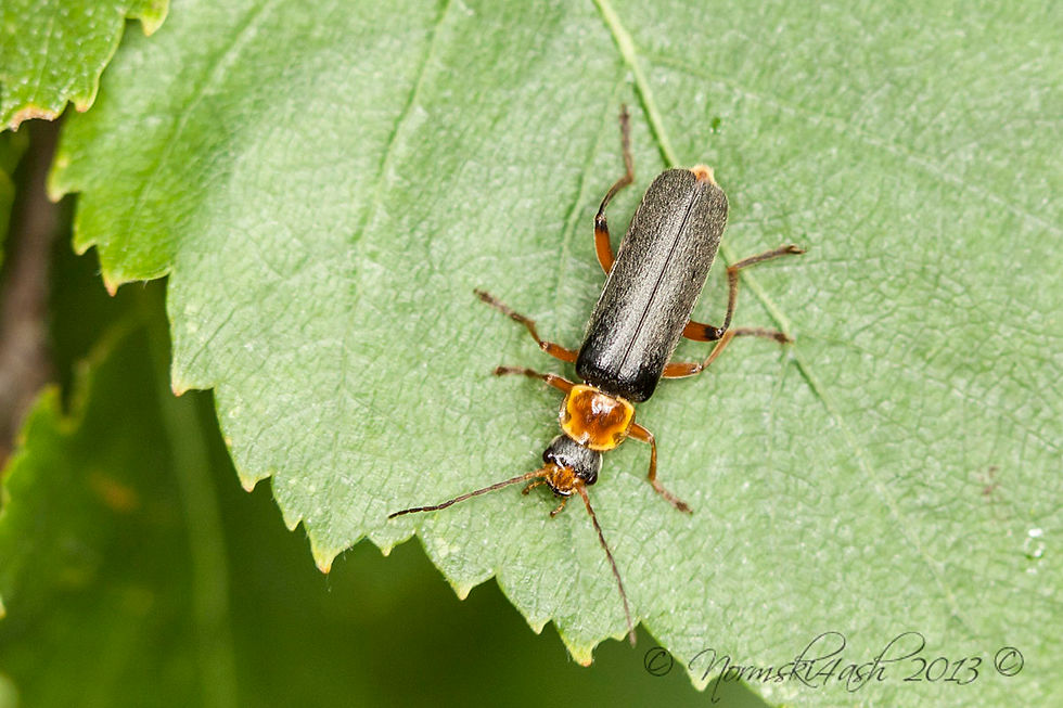Cantharis Nigricans