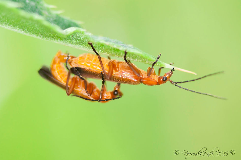 Red Soldier Beetle