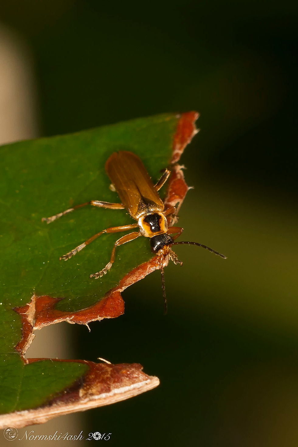 Cantharis decipiens