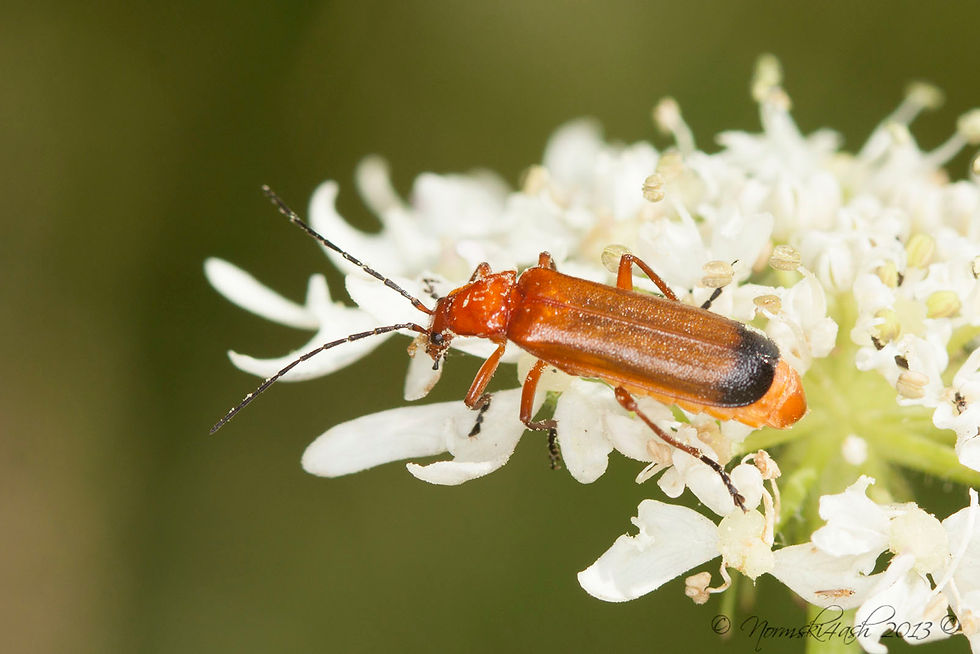 Red Soldier Beetle