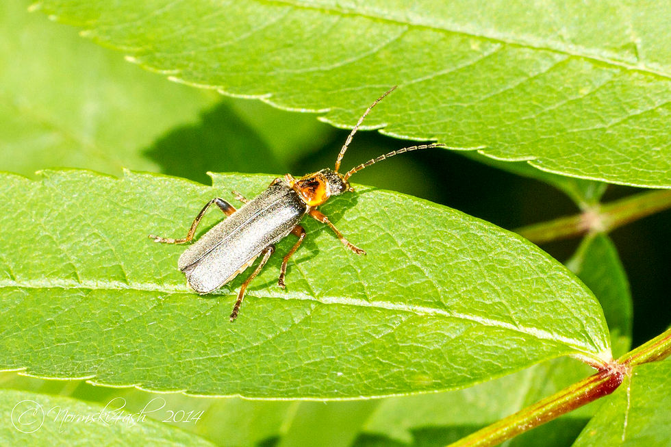 Cantharis Nigricans