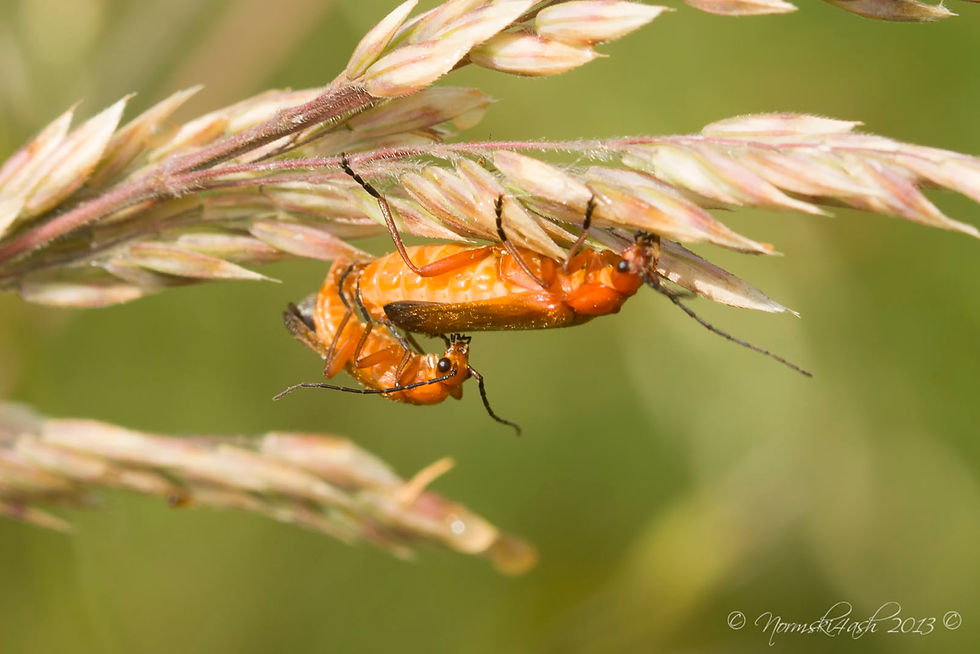 Red Soldier Beetle