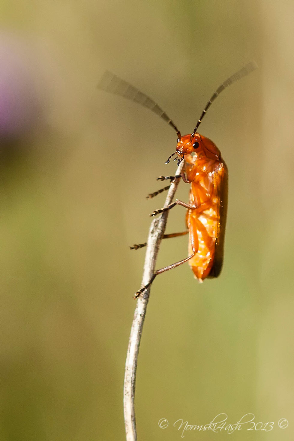 Red Soldier Beetle