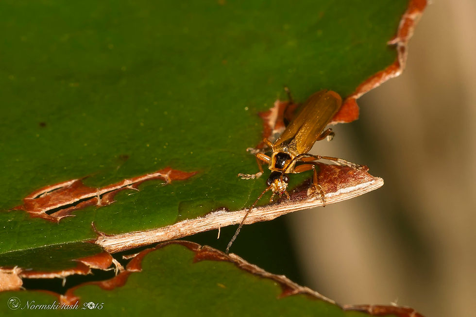 Cantharis decipiens