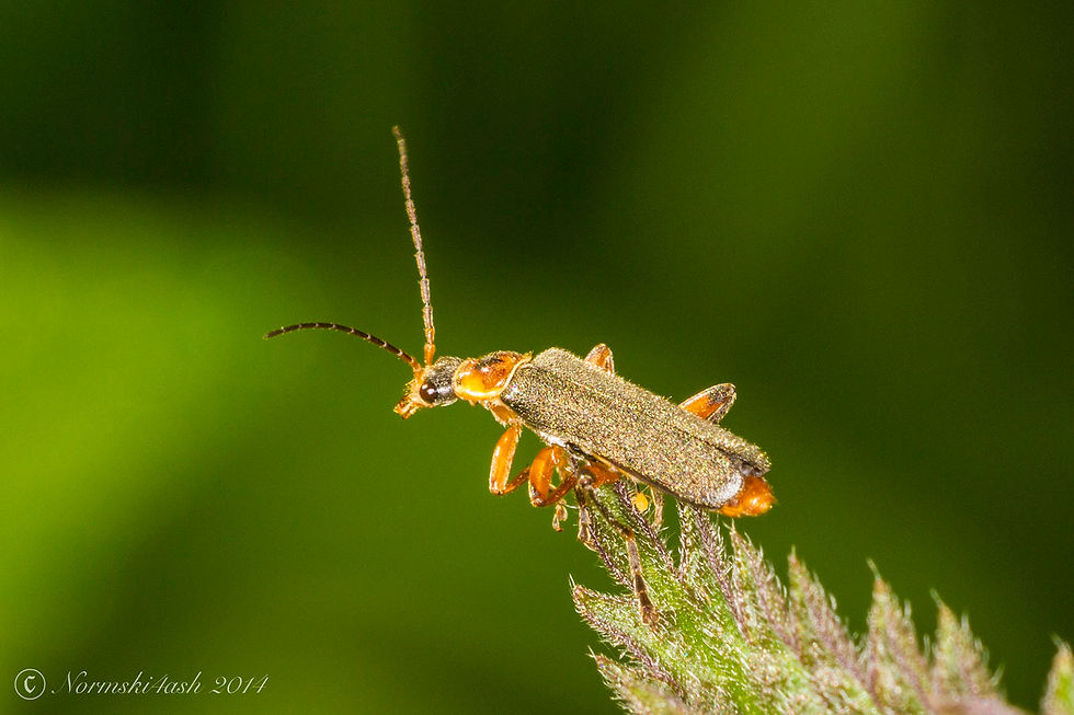 Cantharis Nigricans