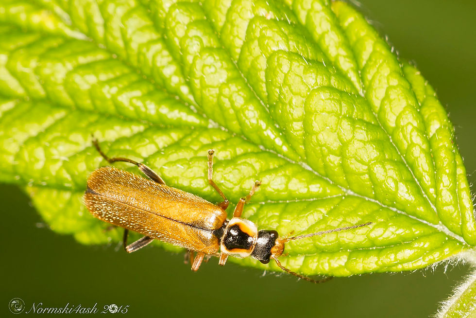 Cantharis decipiens