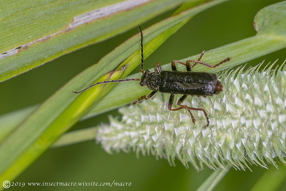 Cantharis Nigra