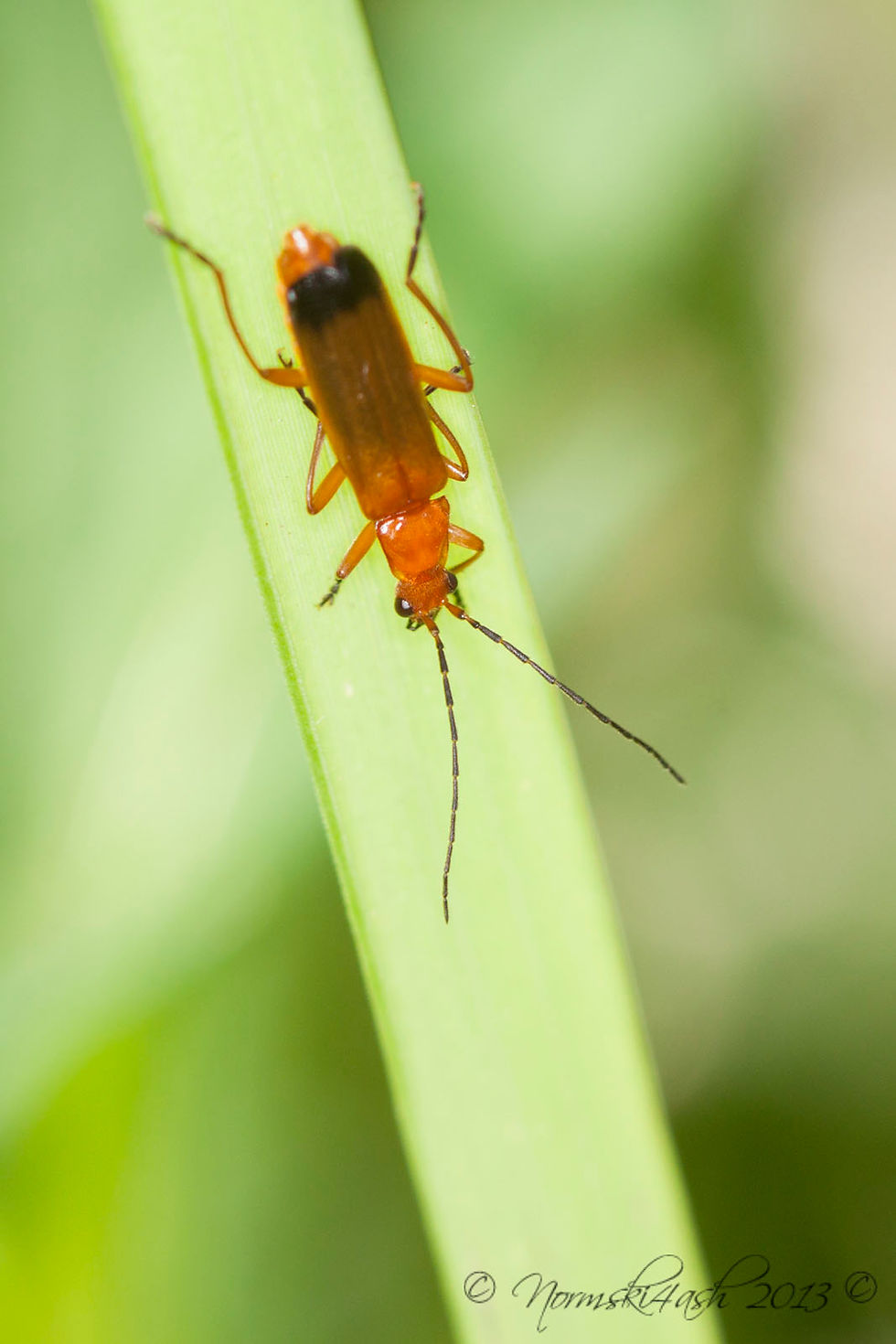 Red Soldier Beetle