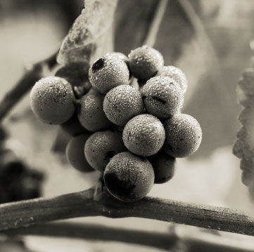 raisin champagne collery