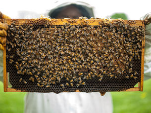Could Bees be the Key to Curing Breast Cancer?