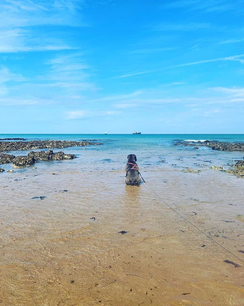 Margate beach with dog having a wellbeing walk