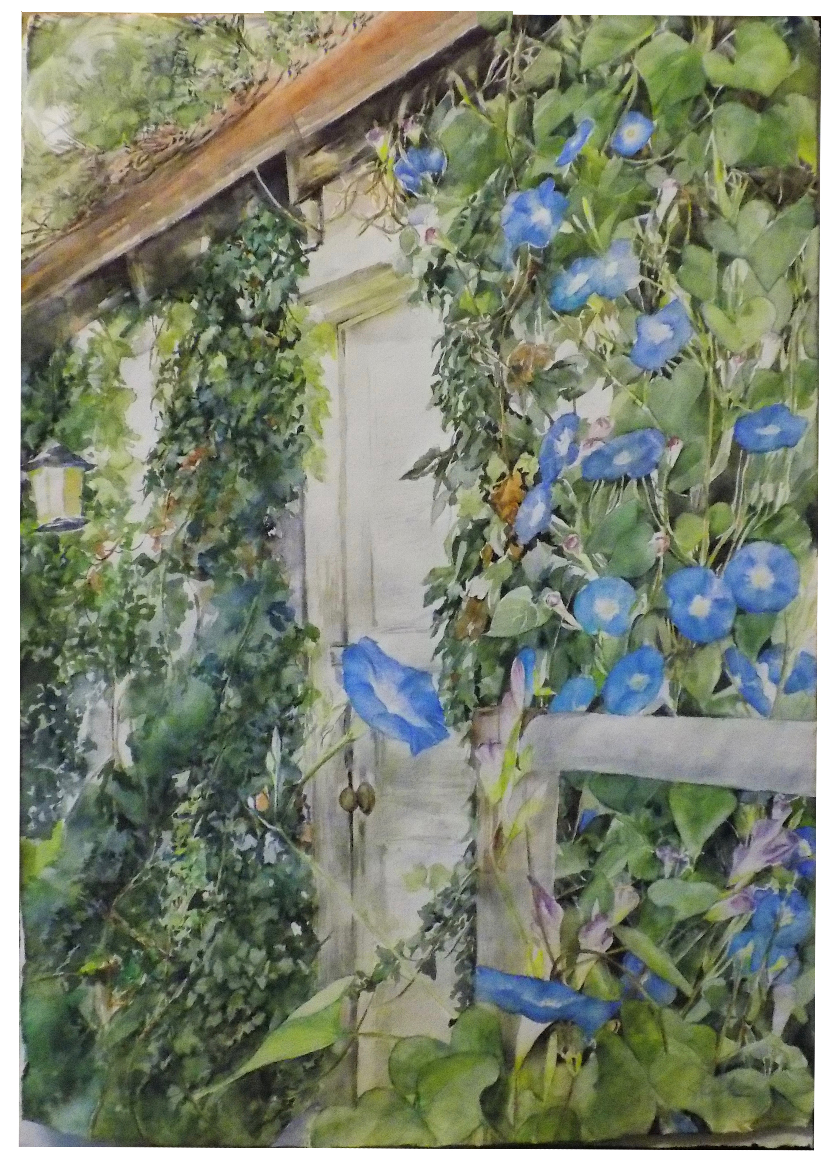 Morning Glories