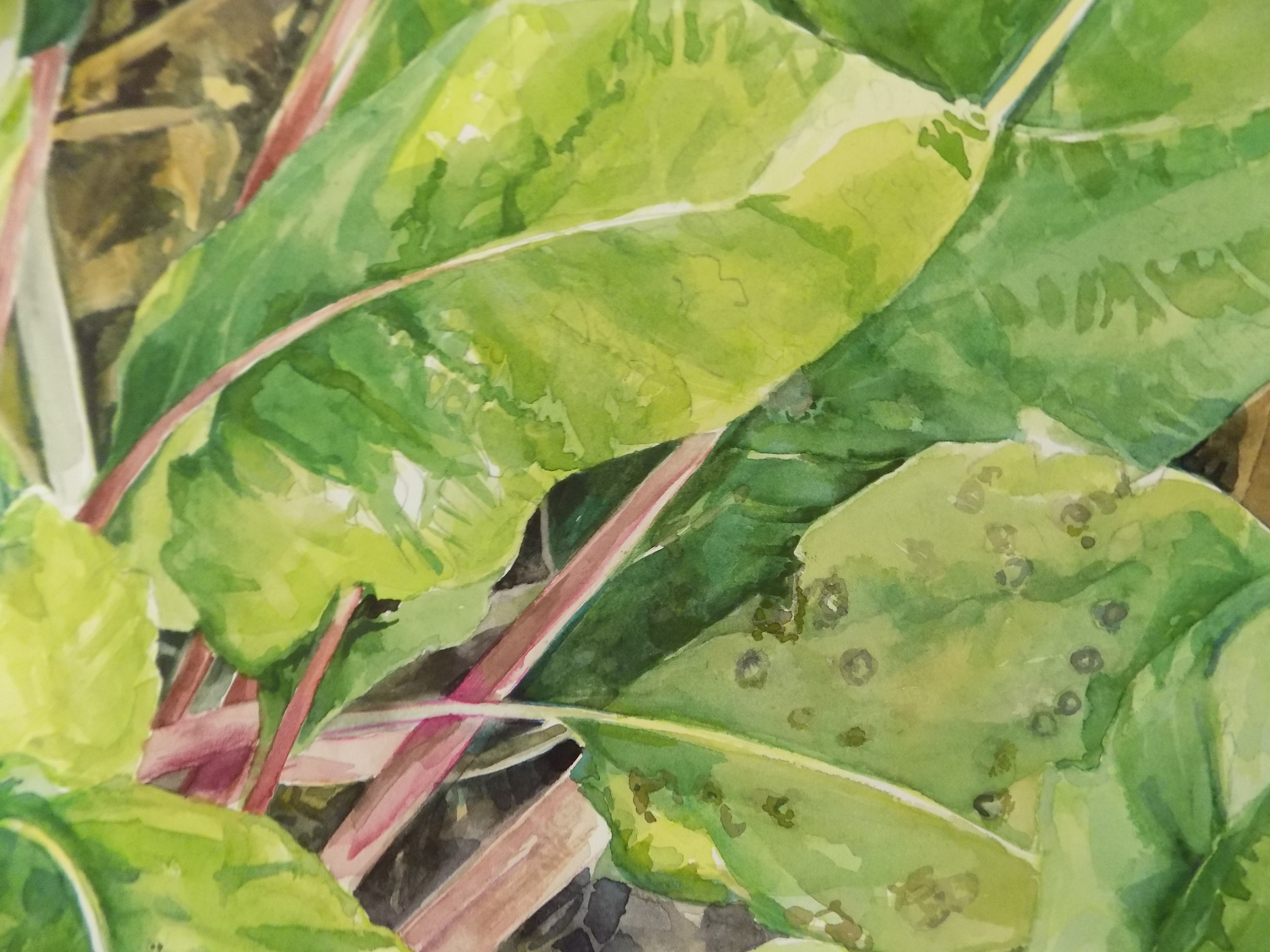 Garden chard