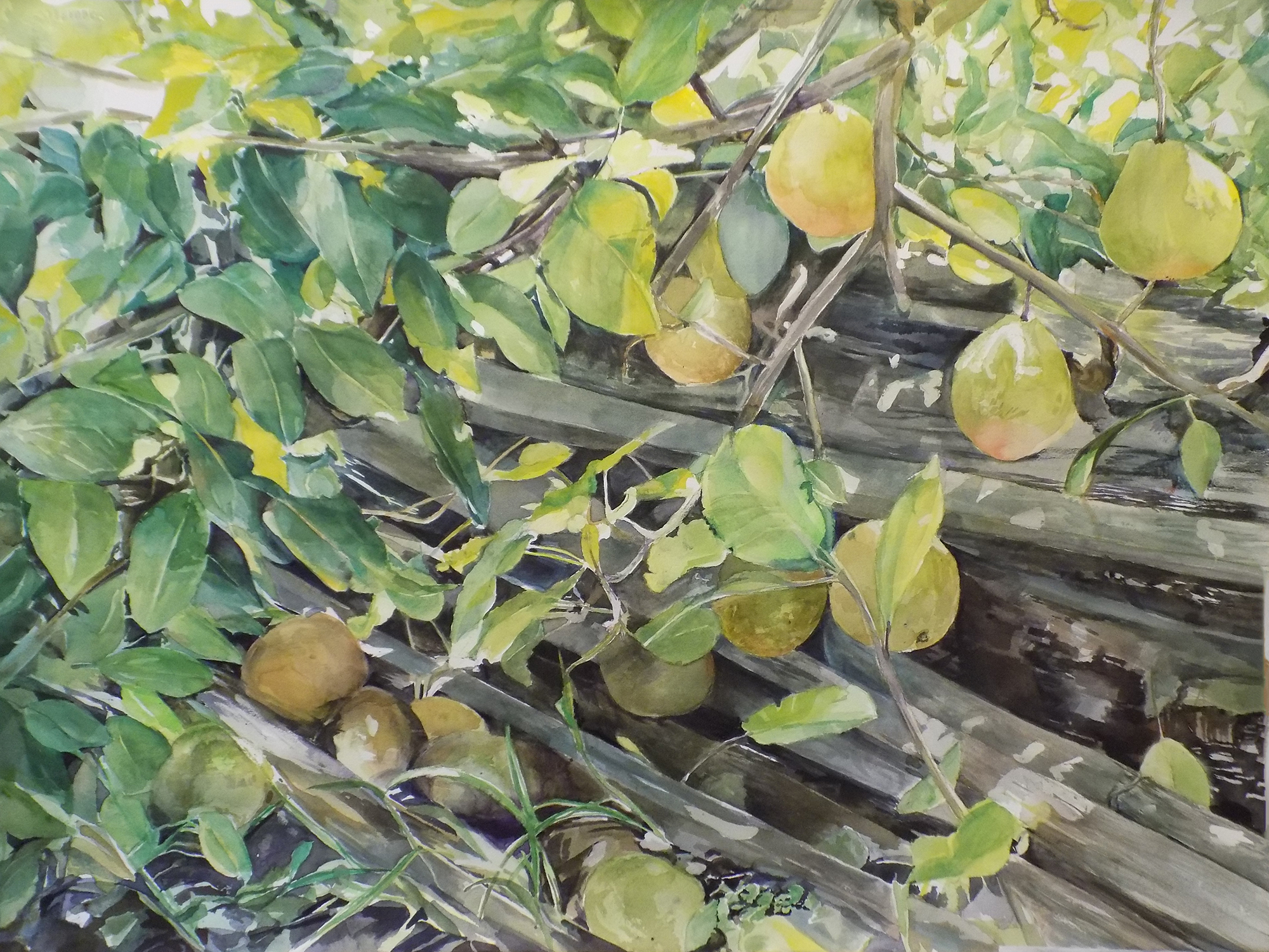 Pears