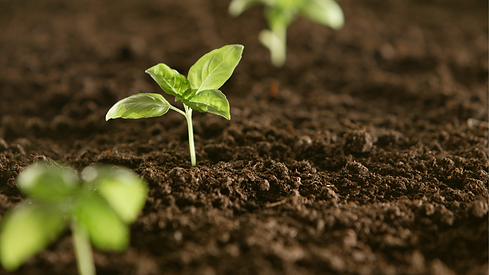 Plants Growing in Early Rise Soil