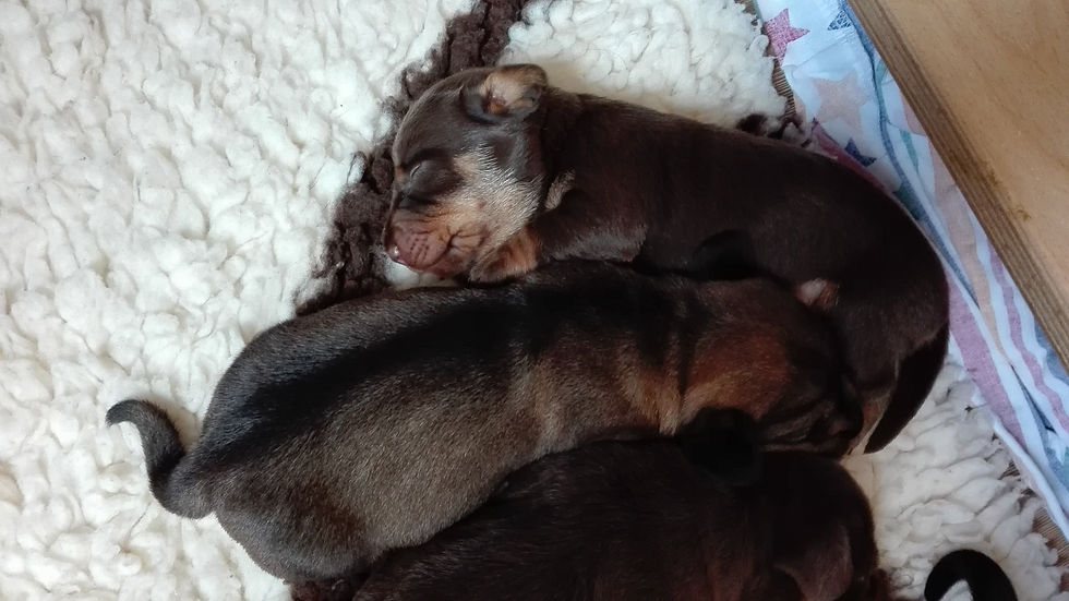 Dexter & Dicke Berta