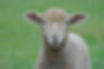 lamb