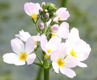 Bachblüten
