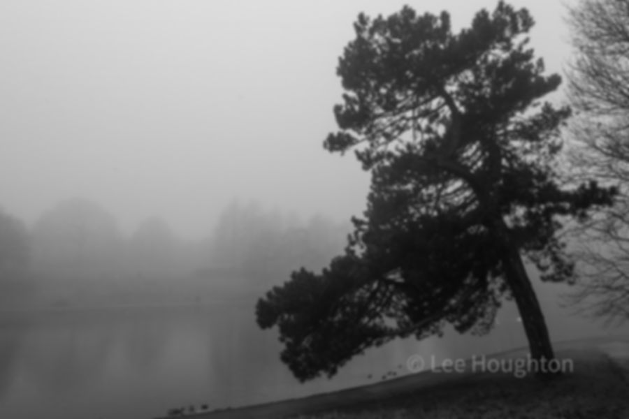 Leaning Tree - The Fog