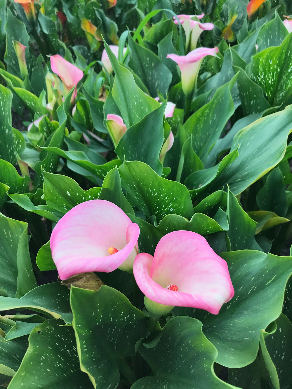 Pink calla lilies