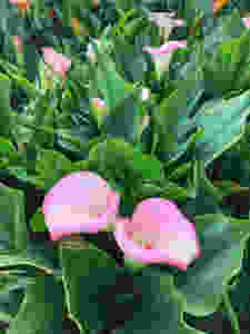 Pink calla lilies