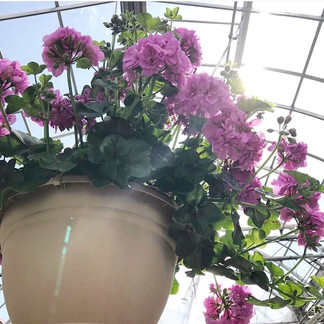 Hanging basket of magenta geraniums in a greenhouse 