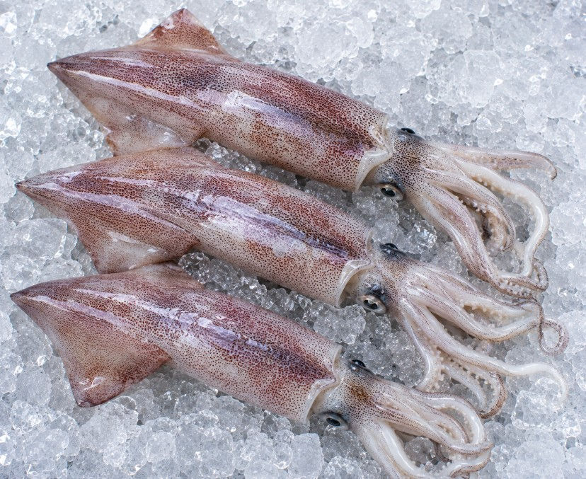 Squid