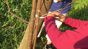 Sono 27 le adozioni! Più della metà dei giovani alberi hanno ricevuto una famiglia! GRAZIE!