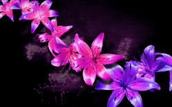 FLO001.jpg