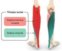 calf soleus gastrocnemius achilles tendon